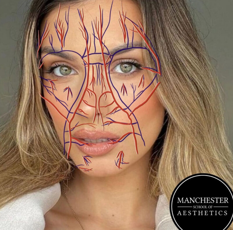 The Importance of Facial Anatomy MCR Aesthetics